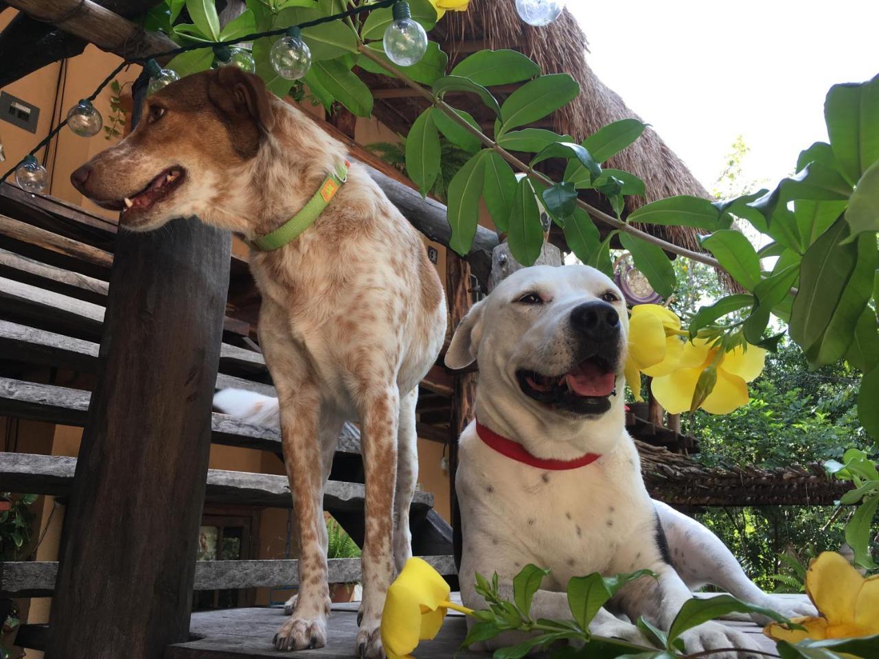 Casa Tzalam Selva Bed and breakfast